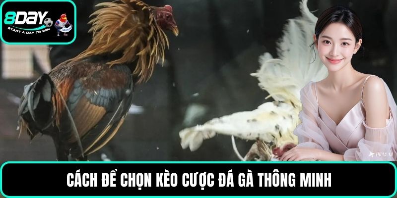 Cách để chọn kèo cược đá gà thông minh
