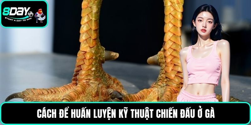 Cách để huấn luyện kỹ thuật chiến đấu ở gà