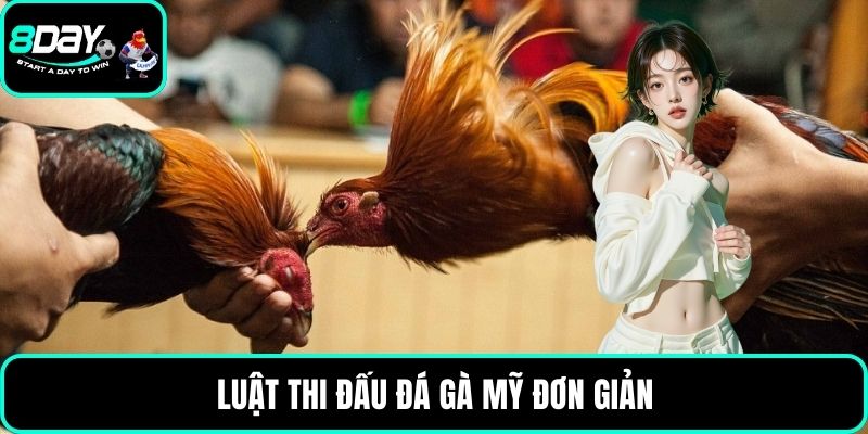 Luật thi đấu đá gà Mỹ đơn giản