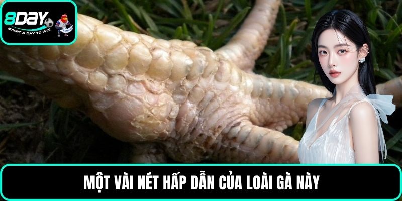 Một vài nét hấp dẫn của loài gà này